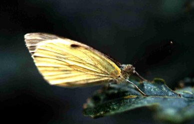 Papillon Pieris brassicae Niort 79 Guyonnet Antoine {JPEG}