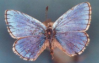 Polyommatus bellargus Collection Levesque Robert {JPEG}