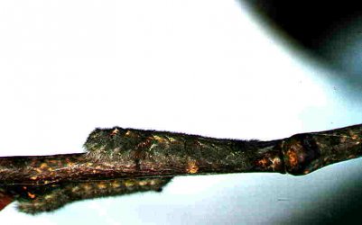 Gastropacha quercifolia Guyonnet Antoine {JPEG}
