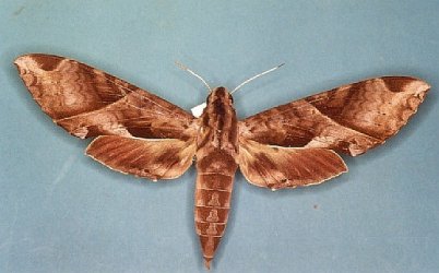 Eumorpha anchemolus Levesque Robert - Saint-Jean du Maroni (973) - 12/1987 {JPEG}