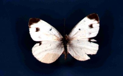 Papillon Pieris mannii Collection Levesque Robert {JPEG}