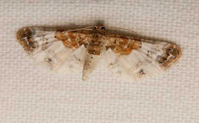 Eupithecia breviculata Lavoué Bruno Sainte-Soulle 17 27062007 {JPEG}