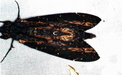 Neococytius cluentius Guyonnet Antoine - Piste Risquetout (973) - 10/1999 {JPEG}