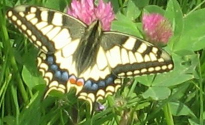 Papilio machaon Fausten Ségolène Pfastatt 68 13052009 {JPEG}