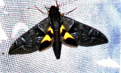Eumorpha phorbas Guyonnet Antoine - Piste Risquetout (973) - 10/1999 {JPEG}