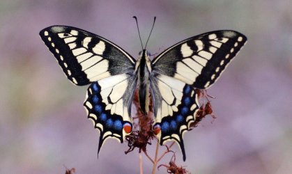 Papilio machaon Dereix Pascal Combiers 16 17082016 {JPEG}