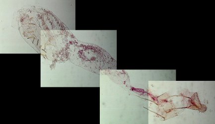Ephestia parasitella femelle AC-8182 {JPEG}