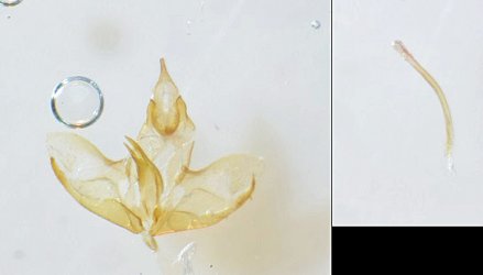 Esperia sulphurella 1-2 mâle AG-257 Guyonnet Antoine Niort 79 01042023 {JPEG}