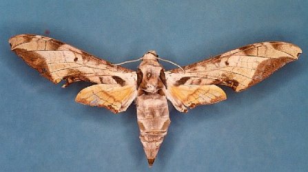 Protambulyx goeldii Levesque Robert - Piste Risquetout (973) - 10/1999 {JPEG}