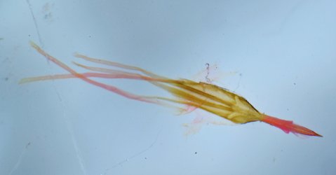 Nematopogon adansoniella femelle AG-336 Miteu Martine Genneton 79 17072021 {JPEG}