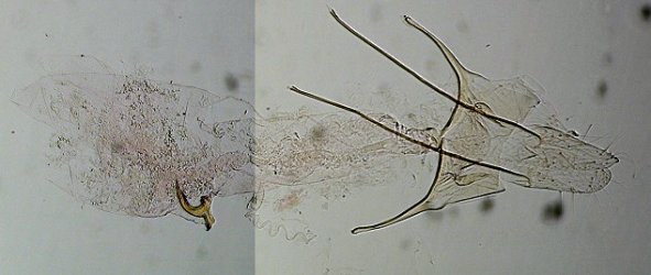 Scrobipalpa acuminatella femelle AC-7570 {JPEG}