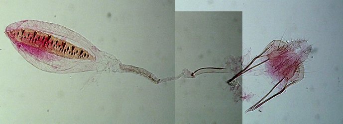 Batrachedra parvulipunctella femelle AC-7541 {JPEG}