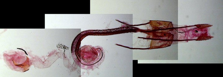 Coleophora alcyonipennella femelle AC-8191 {JPEG}