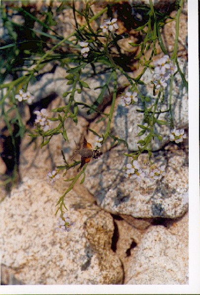 Macroglossum stellatarum Chaumont 29 11062006 