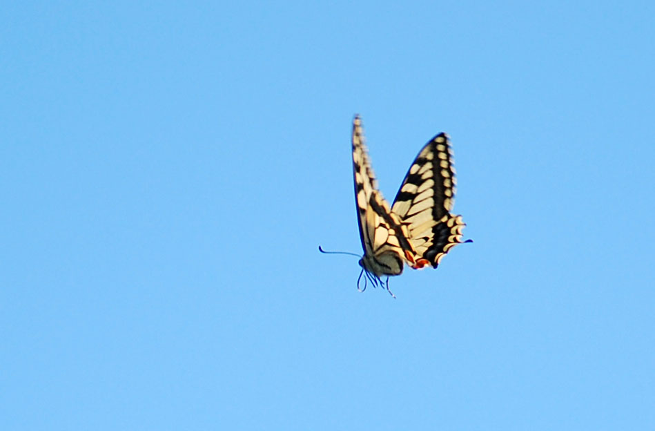 Papilio machaon Cazaux Henri Luquet 65 10/09/2009