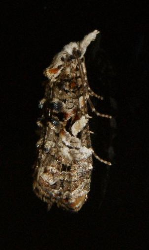 Phtheochroa rugosana Blanc Josselyne Savas 07 18052011