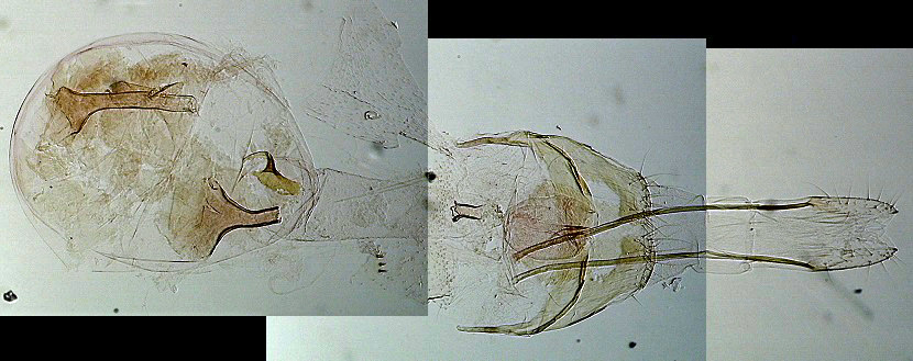 Coleophora alnifoliae Lemoine Christian AC-11980 Secondigny 79 08062018