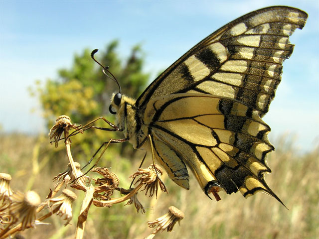 Papilio machaon Bahuaud François Bélesta 66 24062012