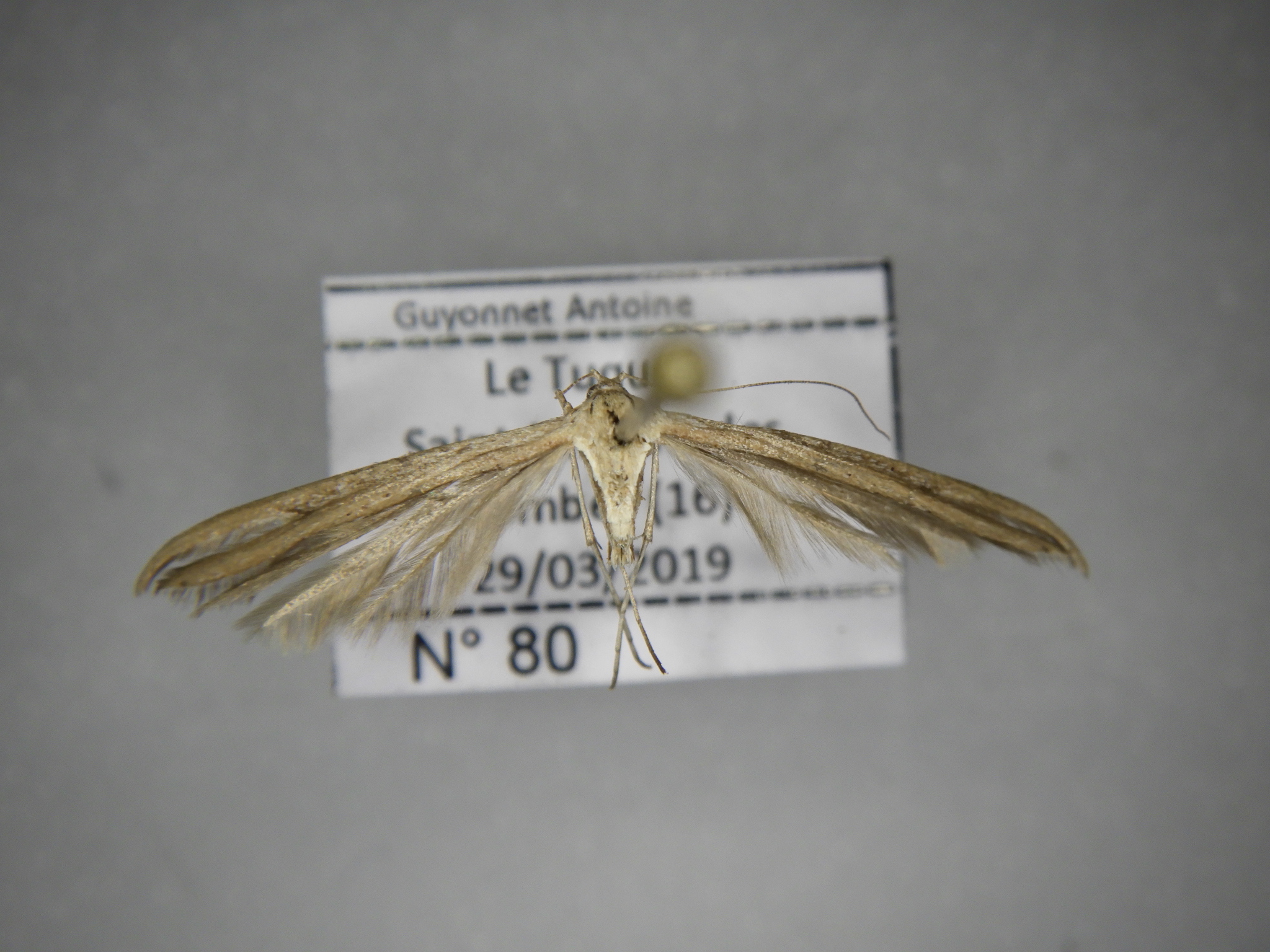 Emmelina monodactyla AC-13359 Marsteau Christine Saint-Laurent des Combes 16 29032019