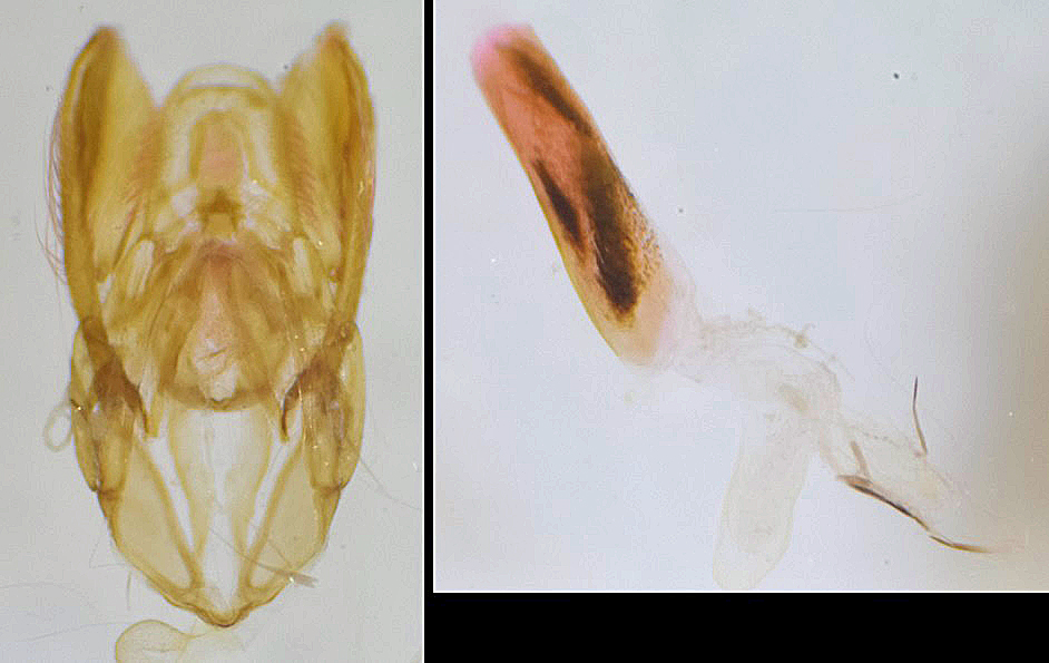 Nephopterix angustella mâle AG-385 Miteu Martine Genneton 79 10082021
