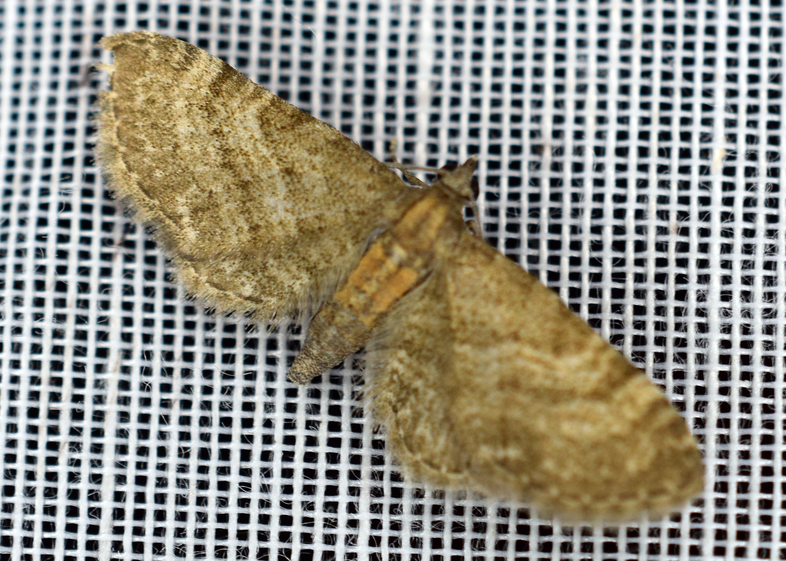 Eupithecia haworthiata Guyonnet Antoine Le Vert 79 20052020