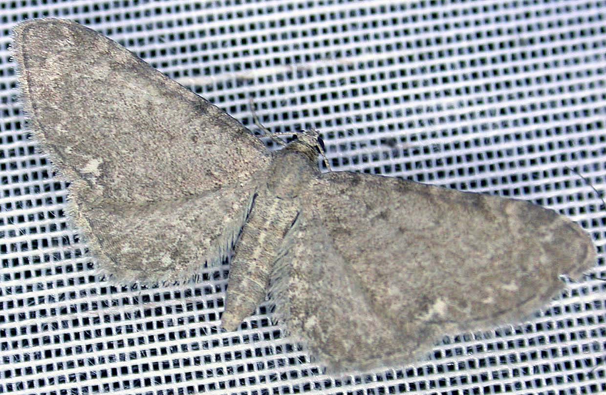 Eupithecia valerianata Guyonnet Antoine Amuré 79 16052017