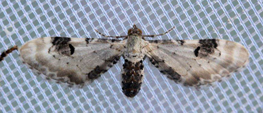 Eupithecia centaureata Marsteau Christine Saint-Laurent des Combes 16 25042020