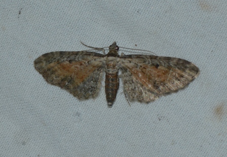 3866_Eupithecia icterata West Hazel Corignac 17 24082016
