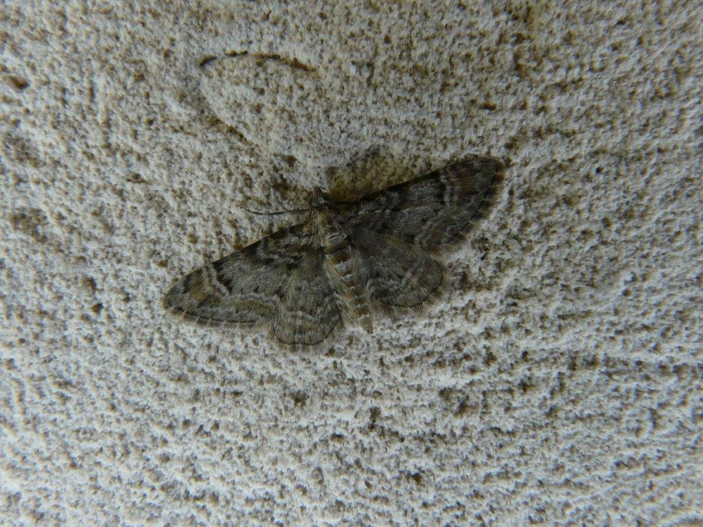 Eupithecia rufifasciata Montenot Jean-Pierre Taillebourg 17 09072015