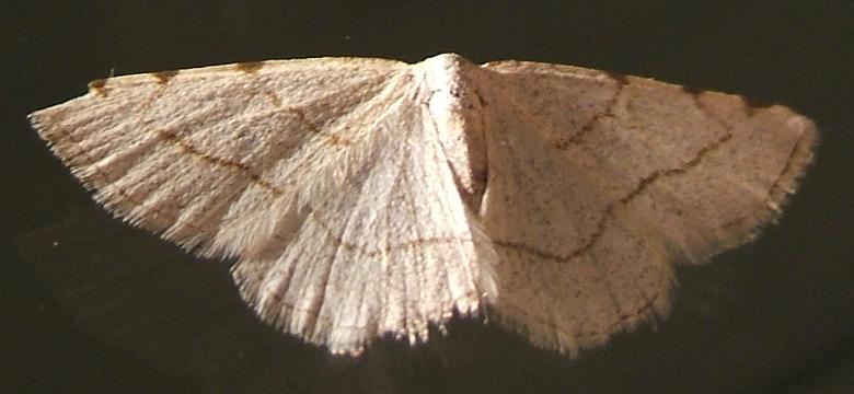 Stegania trimaculata Blanc Josselyne Savas 07 11062007
