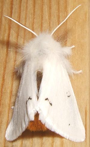 Euproctis chrysorrhoea Blanc Josselyne Savas 07 07072007