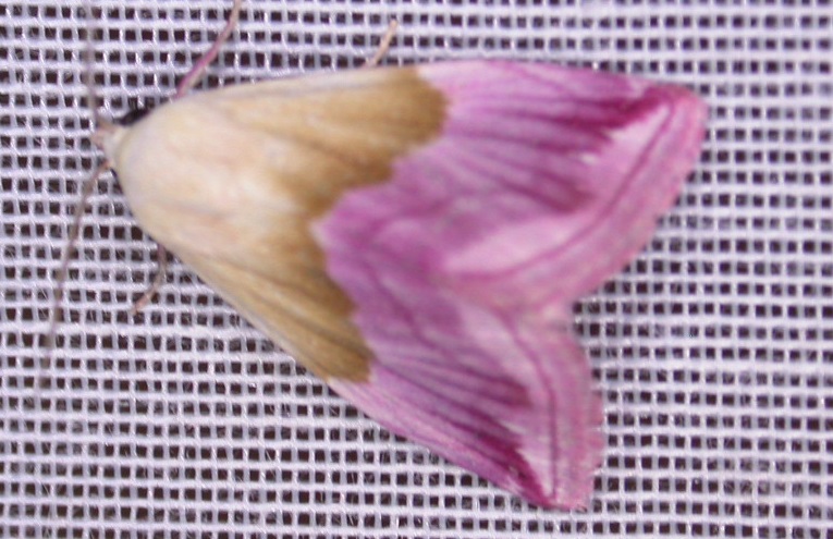 Eublemma purpurina Guyonnet Antoine West Hazel Yves 17 11092015