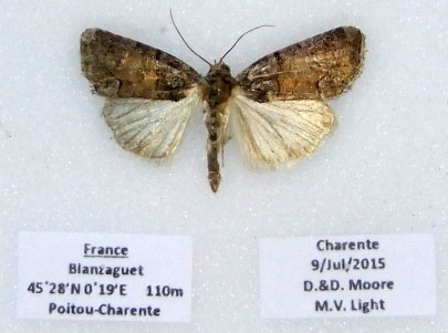 Bryophila ravula Moore David Blanzaguet-Saint-Cybard 16 09072015