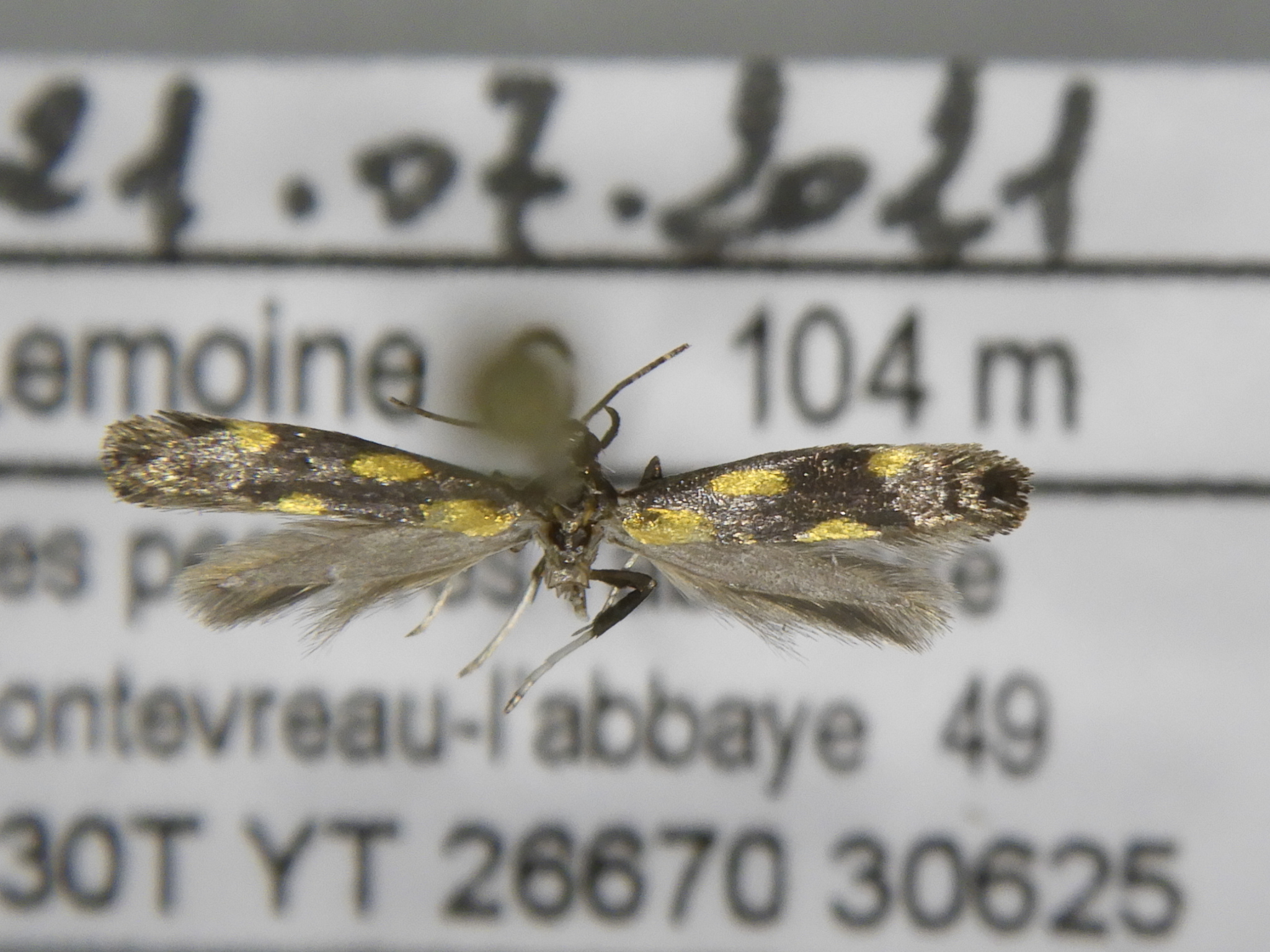 Euspilapteryx auroguttella Lemoine Christian Fontevreau 49 22062014