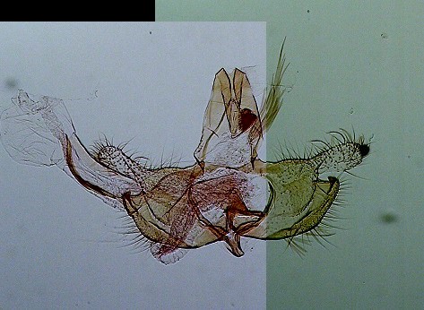 Coleophora mayrella 1-1 AC-13308 Marsteau Christine Saint-Laurent des Combes 16 15062018