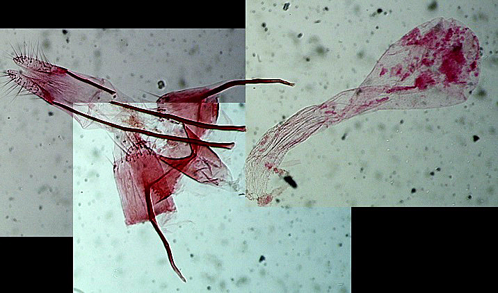 801_246303_Coleophora hemerobiella femelle AC-6342