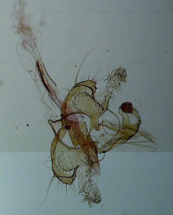 Coleophora mayrella AC-13308 Marsteau Christine Saint-Laurent des Combes 16 15062020