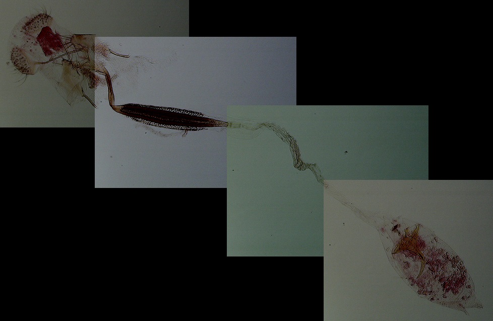 Coleophora pyrrhulipennella AC-13314 Lemoine Christian Curçay sur Dive 86 11062015
