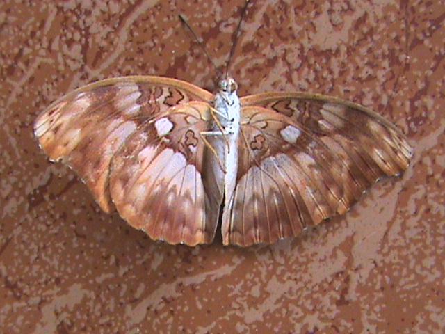 Cymothoe distincta femelle Overlaet 1944 Constanza Michelle Yokadouma Cameroun 27122010