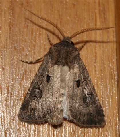 Agrotis exclamationis JF 03 17082006