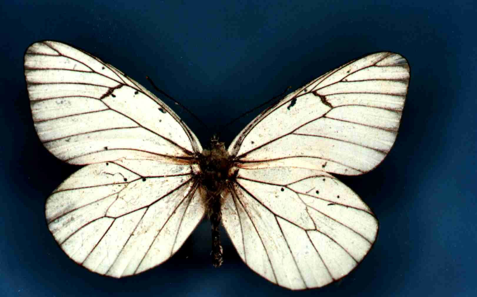 Papillon Aporia crataegi Collection Lesvesque Robert