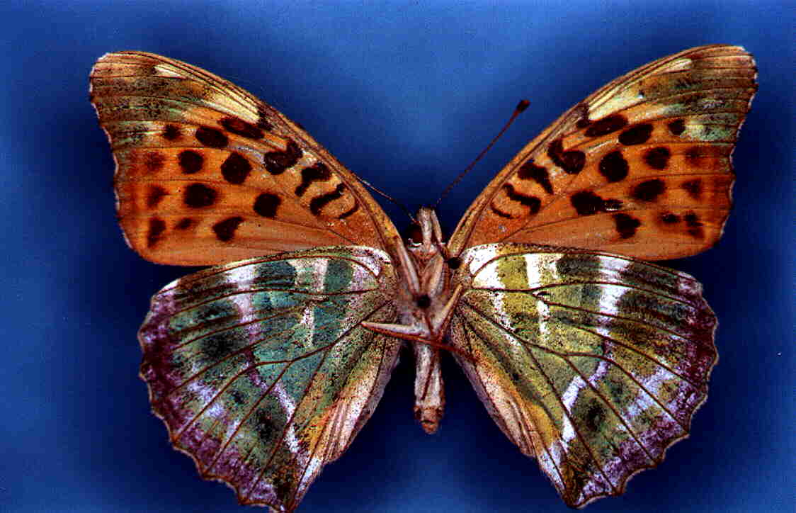 Argynnis paphia Collection Levesque Robert