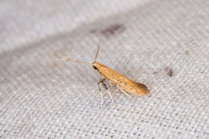 Aspilapteryx limosella Champarnaud Claude Les Nouillers 17 22072018 1a