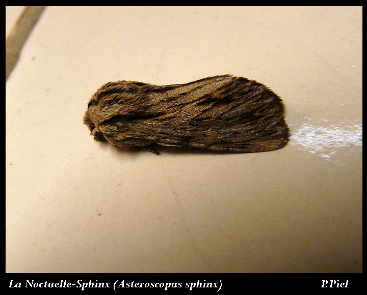 Asteroscopus sphinx Piel Patricia Le Gua 17 112008