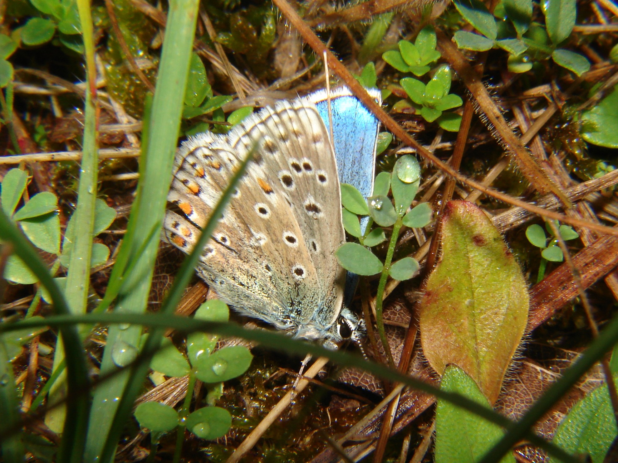 Polyommatus bellargus Rencontres Papillons de Poitou-Charentes Brenne Fonterland 36 19062010