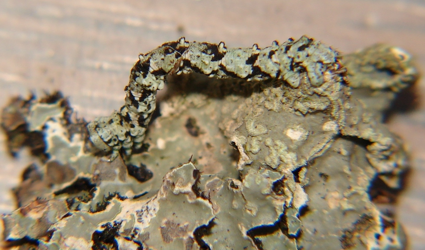Cleorodes lichenaria Porteneuve Jean-Jacques Brioude 43 27052010
