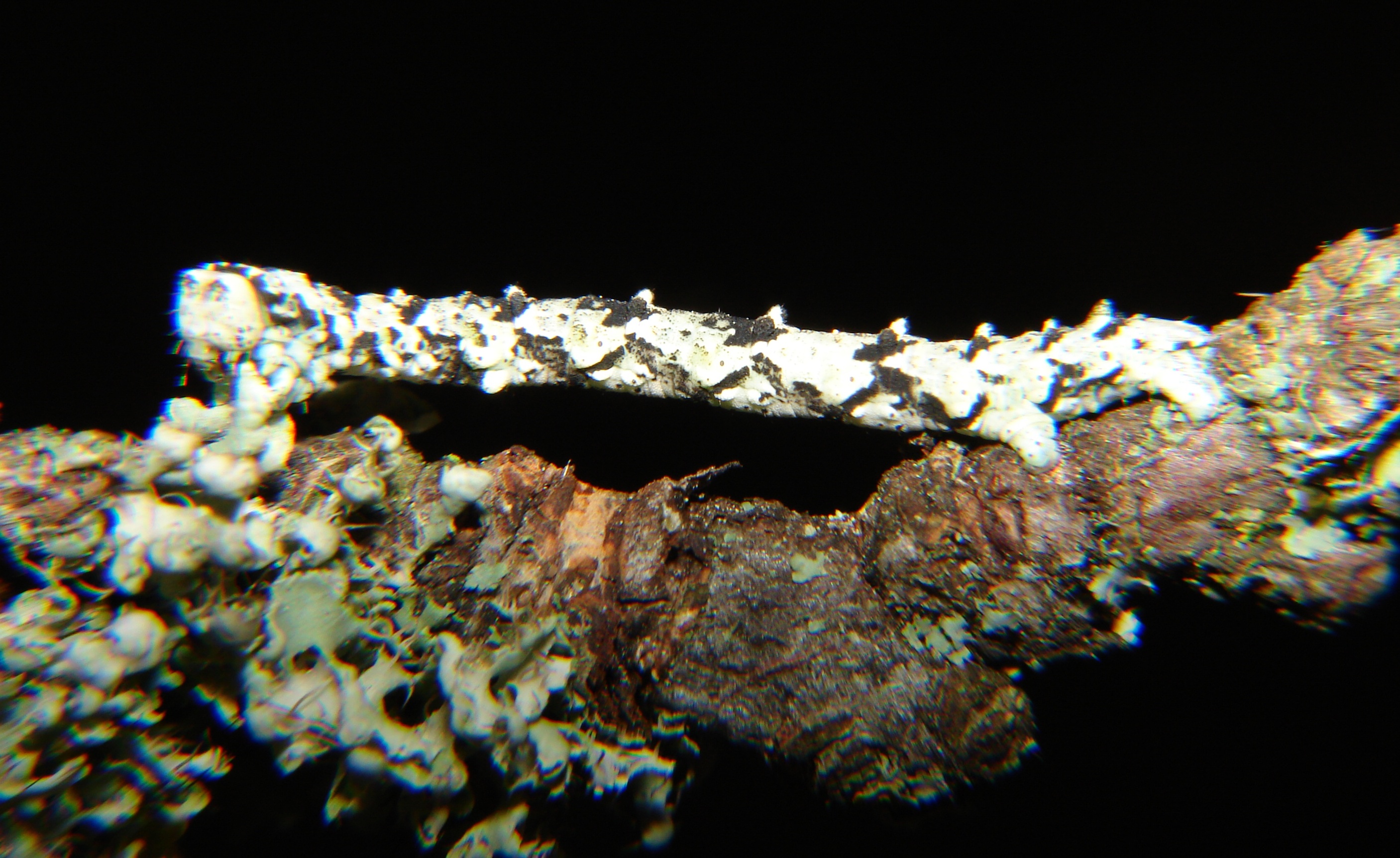 Cleorodes lichenaria Porteneuve Jean-Jacques Brioude 43 13062010