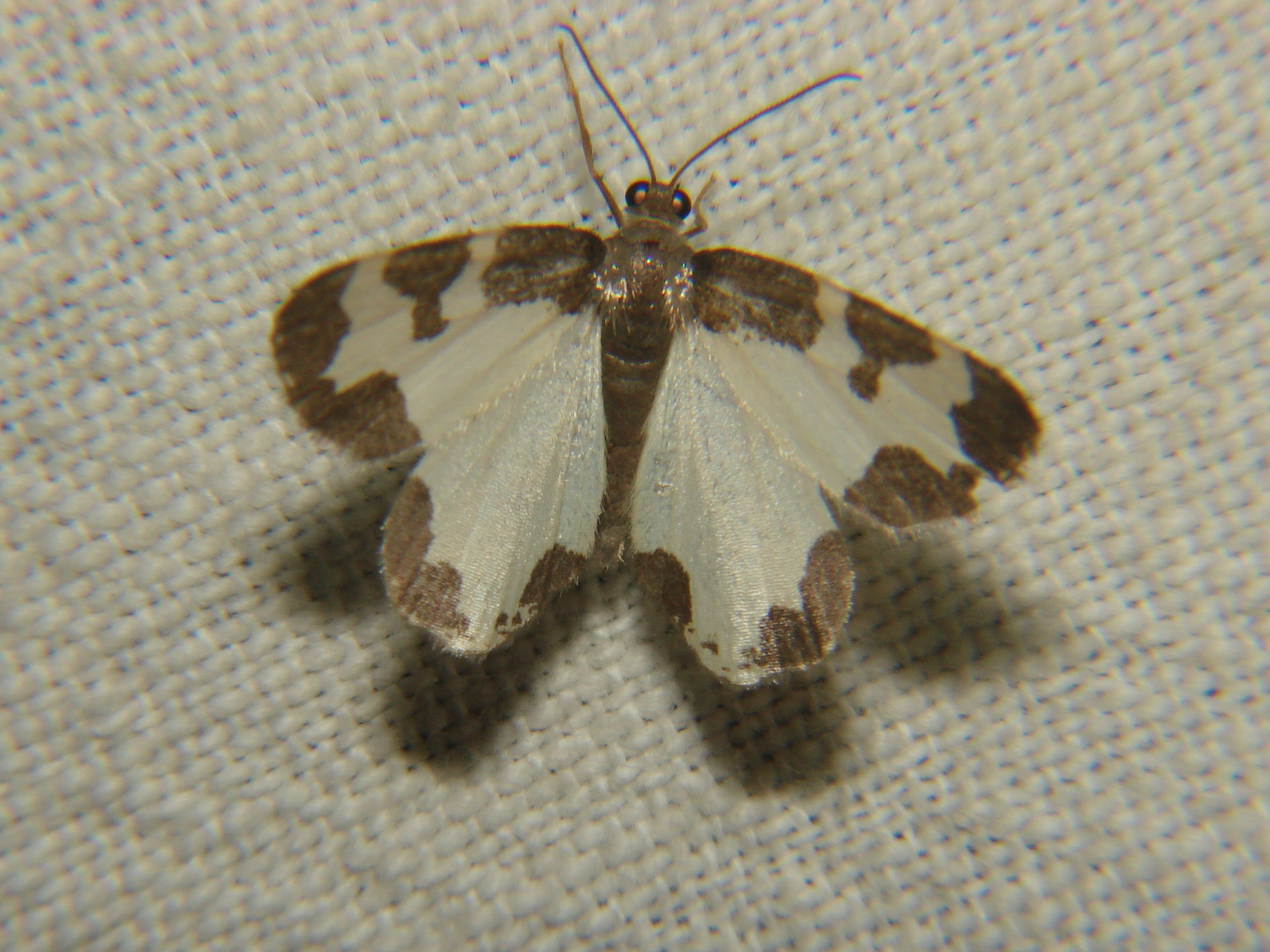 Lomaspilis marginata Rencontres Papillons de Poitou-Charentes Brenne 36 29082010