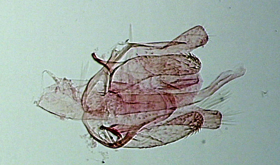 Bucculatrix nigricomella mâle AC-8200