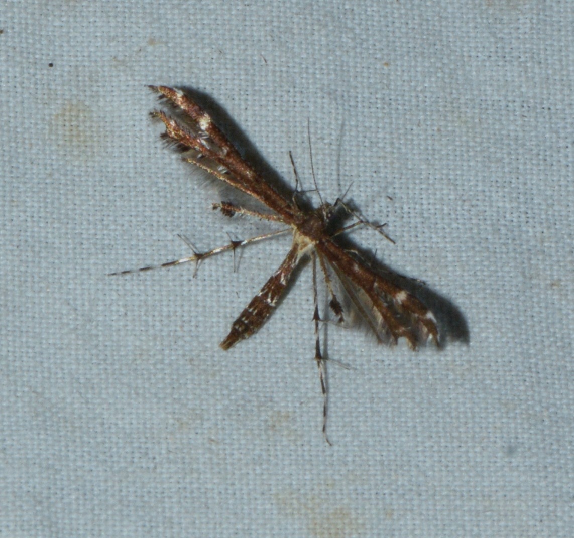 Capperia britanniodactyla West Hazel la Clotte 17 19062017 1b